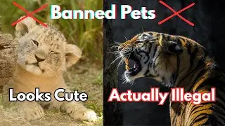 What Happens When You Keep Illegal Animals as Pets?