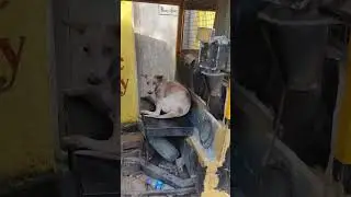 Индийский таксист отказался меня везти🥲 #india ₽ #goa #индия #taxi #funny #dogs #travel
