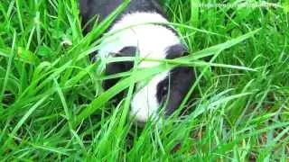 Guinea Pig Black And White Hair