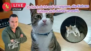 Es hört nicht auf zu regnen, die Katzen fühlen sich daher unwohl.