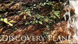 The world's first! under water video of Bucephalandra bogneri ブセファランドラ ボグネリ 【DIscoveryPlanet】