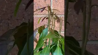 Mango tree grown from seed update 1 year old #pottedgarden