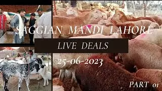 Qurbani 2023  SAGGIAN MANDI @amanahmada.a3105 #AmanAhmad A.A