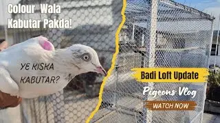 Colour Wala Kabutar Pakda Gaya | Ye Kiska Kabutar Hai? | Golden Pigeon Loft New Update..!