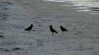 Bobbing Variable Oystercatchers