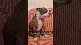 Funny dog 🤣🤣 #tiktok #laugher #funnydog #funnypet #cute #dog # #doglover #shortvideo #funnypet