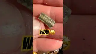 Fossil Hunter&rsquo;s &ldquo;Sea lily,&rdquo;Stem Surprise⁉️ #fossilhunting#beachfinds#crinoid