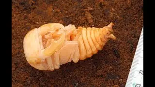 Dorcus antaeus &mdash; крупная куколка самца из швейцарского Кинши.