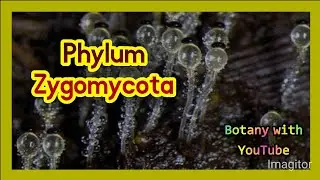 Phylum Zygomycota | Characteristics | Life cycle | Zygomycetes fungi | Rhizopus | Zygospores |