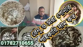 চাঁচড়া ফিস সেন্টার থেকে যেনে নিন রেনু ও চারা পোনার পাইকারি দাম কত
