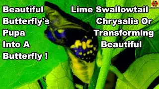Nature Film. Wildlife Film. Beautiful Lime Swallowtail Butterfly. Chrysalis Development. Pupa Stages
