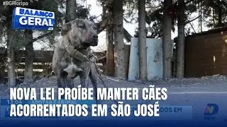 Nova lei em S&atilde;o Jos&eacute; impede manter c&atilde;es presos e refor&ccedil;a bem-estar animal