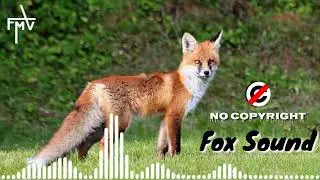 Fox sound effect | fox sound no copyright | horror fox sound effect | free music vander.