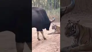 1,500kg of Pure Muscle vs. One Hungry Tiger😱 AI simulation#wildlife #fyp #animals #survival #shorts