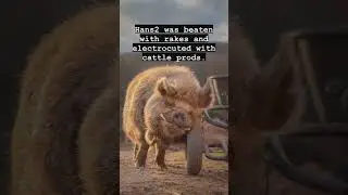 Rescued Pig Recovering From Abuse Has the Best Life Now ❤️🐷 #shorts #youtubeshorts #cuteanimals
