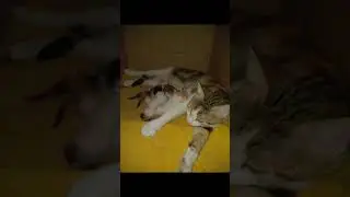 Rescued rooftop kittens and newborns in Cairo&mdash;now hoping for safe homes in Europe.
