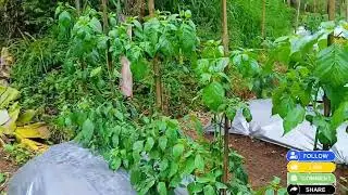 Cabe#roket#yang yang telat pemupukan umur 60#hst.