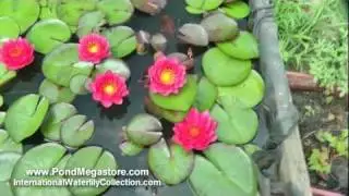 James Brydon Red Waterlily