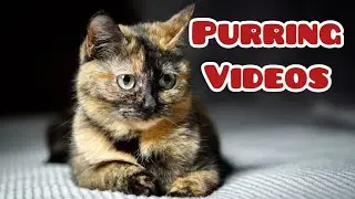 Purring Cats Videos! Vasilisa the Cat😻Василиса Прекрасная!! Видео о кошке