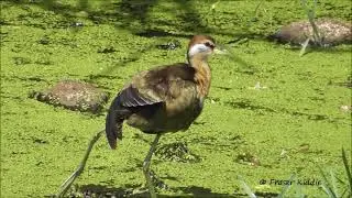 Bronze winged Jacana, Metopidius indicus, Arpora, Goa, India, March 2017