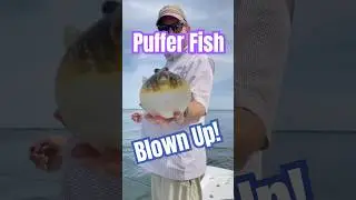 Puffer Fish Full Of Hot Air! #fishing #fish #pufferfish #florida #marinelife