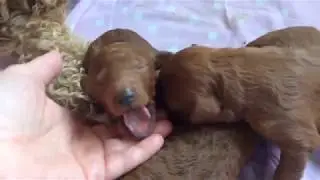 F1b Mini English Goldendoodle Newborns 1 week old
