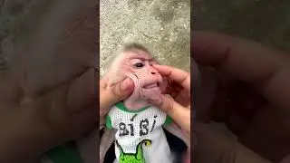 An egg fell out of the monkey's mouth. AI video.