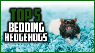 ▶️Best Bedding for Hedgehogs in 2023