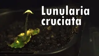 Lunularia Releasing Spores