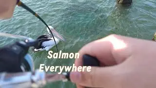 Salmon Everywhere!!! Fishing in Mandurah Ep.3