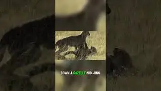Teamwork in Nature Cheetah Brothers Strike! 👬