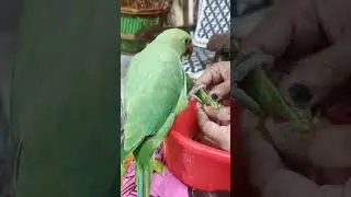 🐦मिट्ठू  को मटर इतने पसंद है कि🦜😂😍#parrot #cute #viral #youtube #trending 