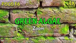 POCO F6 Camera GREEN ALGAE Zoom #TeckiH #highlights