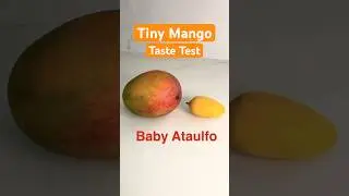 Is the Tiny Ataulfo Mango Yummy? | Taste Test!