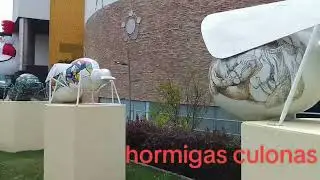 Hormigas culonas, Bucaramanga 