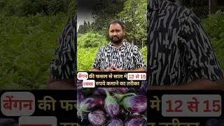 began ki fasal se kese zyada munafa kamaye#humates #agriculture  #farmerslife #profitablefarming