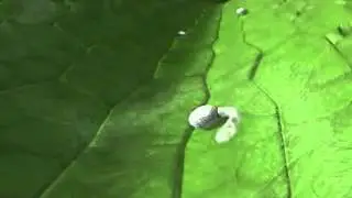 Mildew appressorium