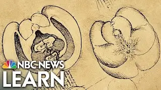 Mysteries of the Brain: Evolving Brain