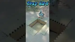 bẫy chim bồ c&acirc;u #trap #animals #birds