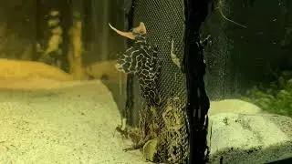 L114 pleco, L204 panaque, L236, L66, L165 gibbiceps