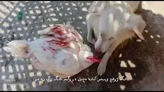 Dog Protects His Hen Friend | Emotional Animal Bond