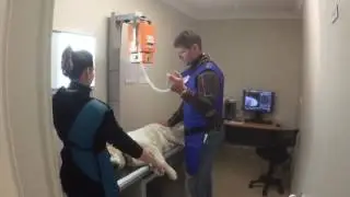 ECORAY(ECOVIEW) : portable X ray in Cardiff vet hospital