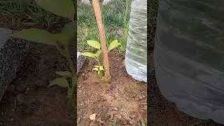 DIY Drip Irrigation with a Syringe & Bottle 💧 | No Tools Needed!