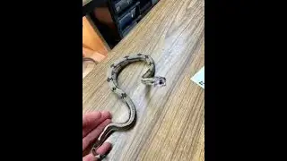 Locality Boa Basics:  Picking up a bitey baby boa...