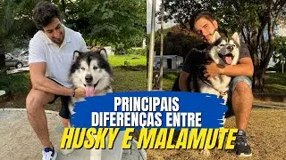 HUSKY SIBERIANO X MALAMUTE DO ALASCA PRINCIPAIS DIFEREN&Ccedil;AS | Nasus, o Husky e Julinho Casares