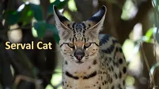 The Serval Cat&rsquo;s Secret Skill Shocked Everyone 😱