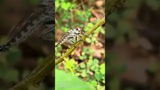 Robberfly