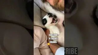 Meet Dutch #shorts #dog #puppy #cute #pets #bordercollie #fyp #fypシ #viral