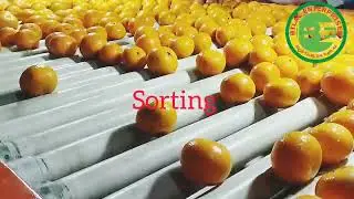 Fresh Mandarin kinnow Sorting Process