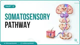 5. Соматосенсорный путь 🧠⚡ | Восходящие пути и клинические состояния – Часть 2 | Физиология ЦНС